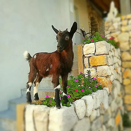 빌라 House Abatros